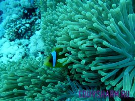 anemone-fish-813027_1280
