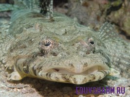 crocodile-fish-2453904_1280