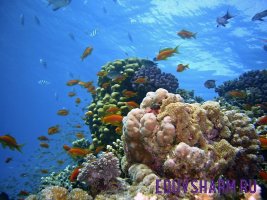 underwater-1656618_1280
