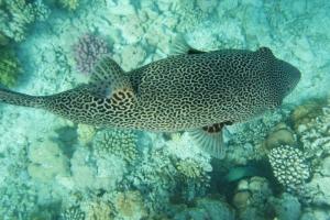 krasni morya (155).JPG