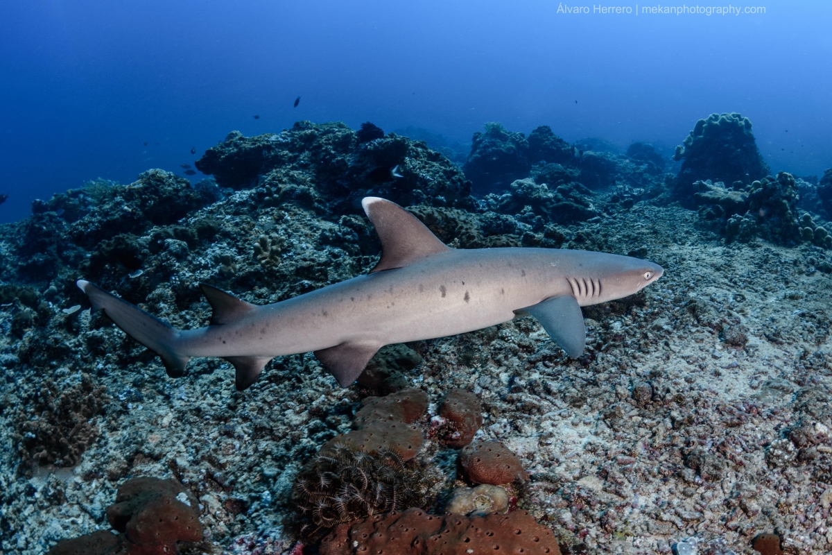 Рифовые акулы в Шарм Эль Шейхе