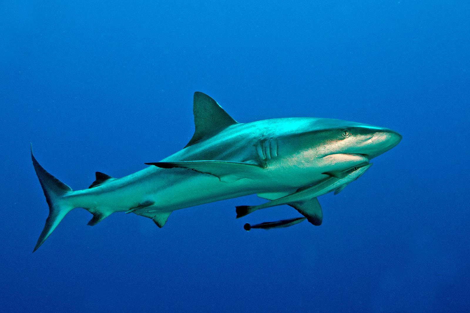 рифовая акула Шарм Эль Шейх